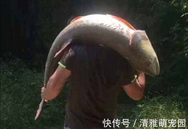 鱼虾|害鱼?广州增江1米多长的“水老虎”被钓起,老乡:专吃鱼虾