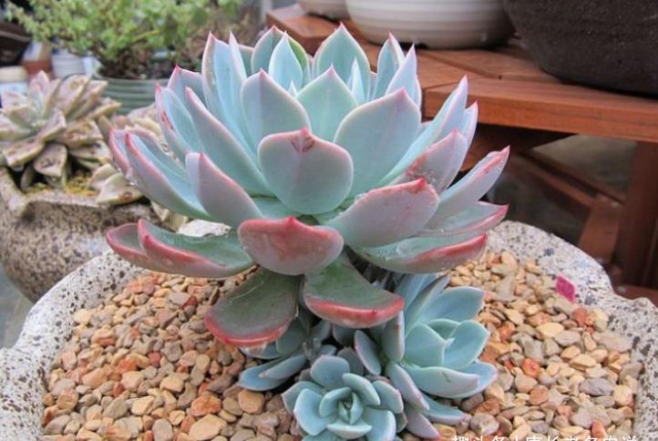 这5款多肉极难养出状态,养护环境不好或新手朋友最好不要碰它们