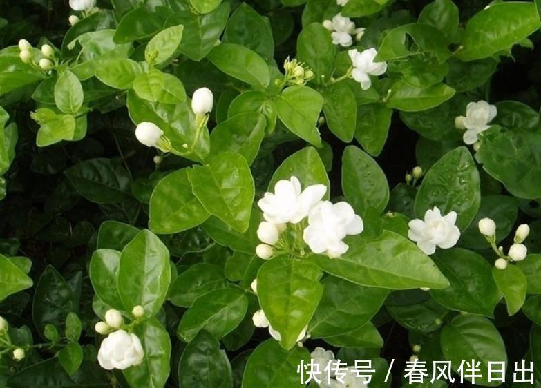 缺铁性黄叶|8月茉莉花长势旺，水肥充足生长进入“快车道”，绽放层叠群花