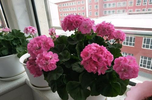 洋蝴蝶|此“花”能开三季，鲜艳漂亮花期长，阳台养一盆，看花200天