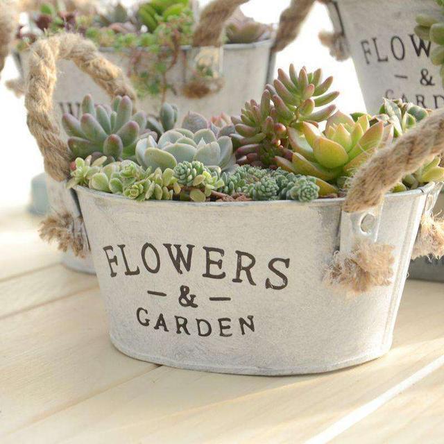 养多肉最怕掉坑里,这6个问题犯一个,多肉都会死翘翘