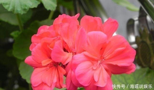 枝叶|家庭养花病虫害怎么办知道几个妙招，枝叶挺拔翠绿，不再生虫！