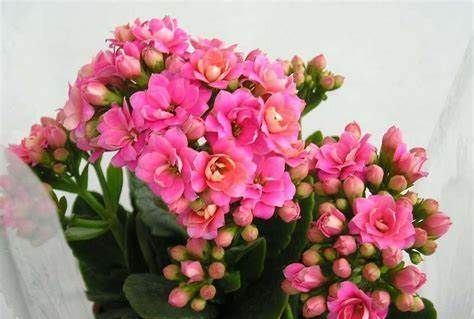 养花试试这几款,花朵又小又精致有利于健康和睡眠