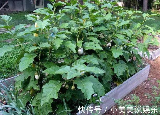 阳台|城市人阳台盆栽蔬菜,选啥合适此4款既能当绿植观赏又能吃