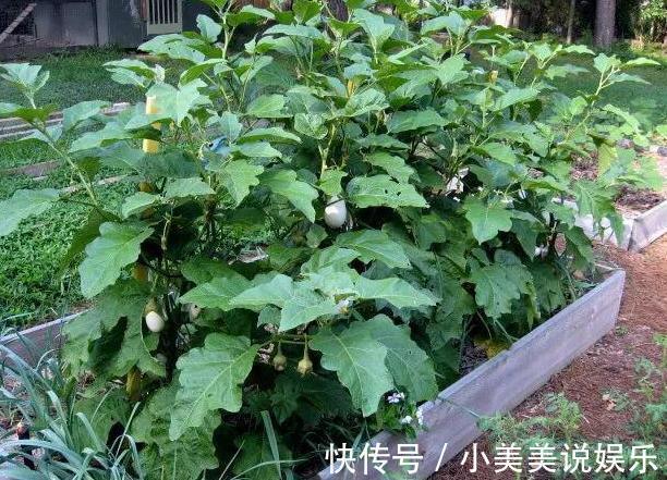 阳台|城市人阳台盆栽蔬菜，选啥合适此4款既能当绿植观赏又能吃