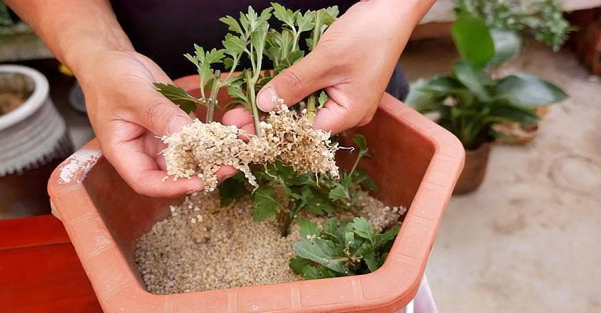 9种漂亮花，现在扦插“正当时”，喜欢别错过