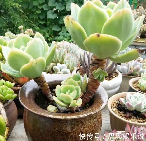 多肉植物速成老桩秘籍盆栽管理''狠一点''，想成功很简单