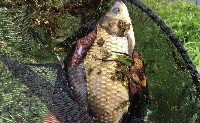 双钩|一钩触底一钩悬真的好吗?很多人弄错了,野钓这样调漂才高效