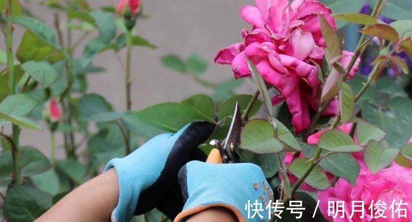 枝条|3种花“越剪越旺”,没事常剪剪,剪成秃头,一月大变样,开花多