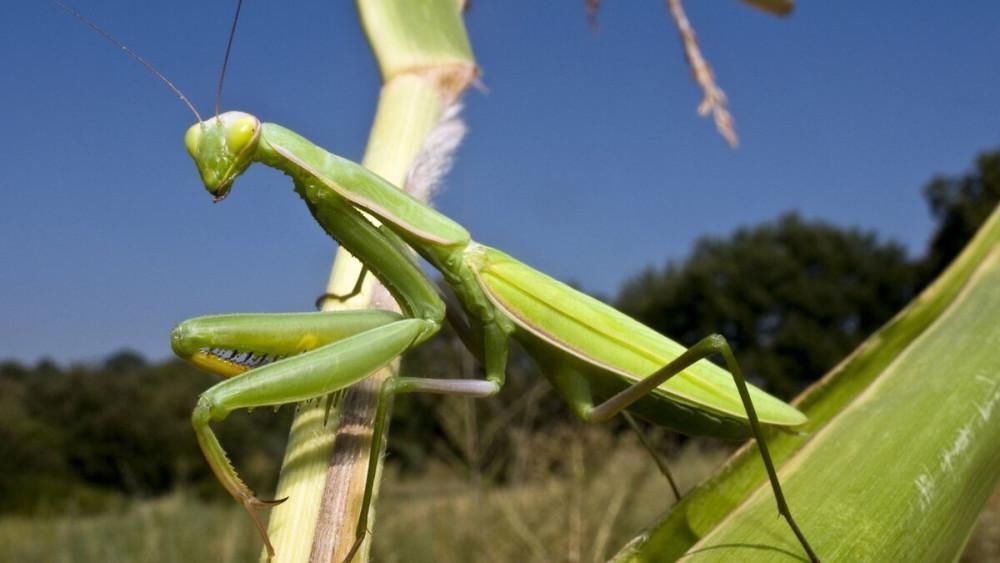 农村|农村俗语“公牛不上床,快找绿大娘”什么意思?为何还有人相信?
