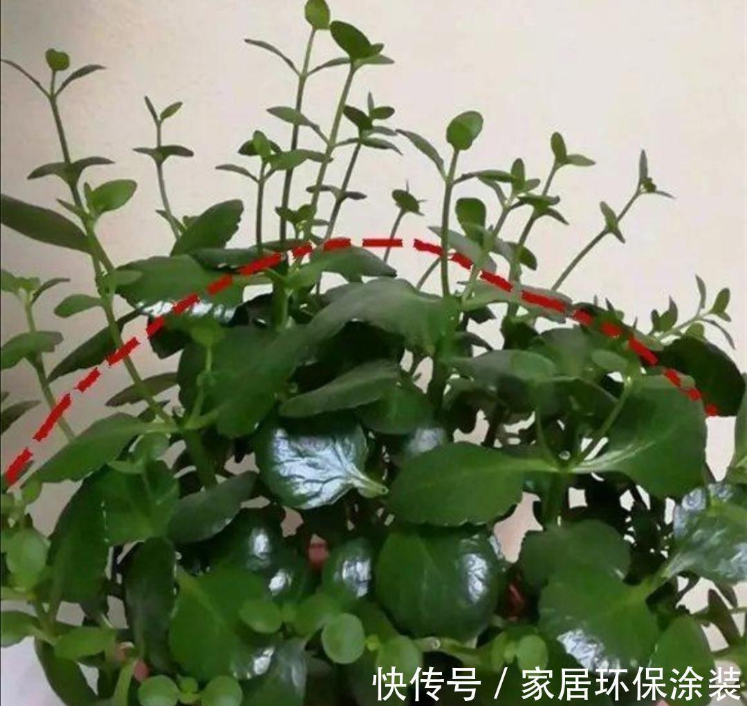 玛格丽特|6种“漂亮花”，秋天修剪“别偷懒”，剃个小平头，一个月开爆花