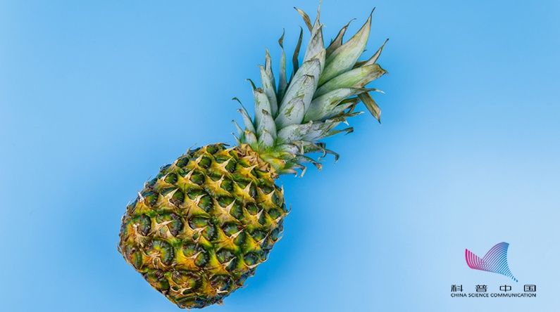 钠离子|啥？将菠萝泡在盐水中竟没啥用？原来这些年都做错了……