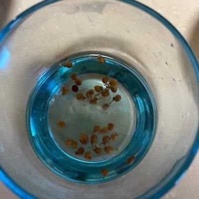  好吃|这是酸菜猪肉包子最正宗的做法，好吃到爆