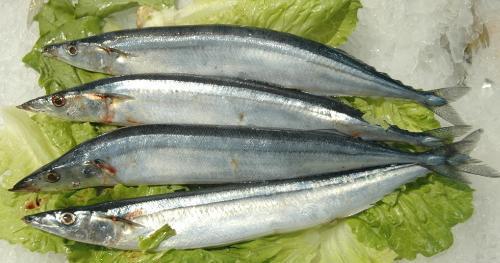 渔获|从3块一斤变成8000块一斤，长江刀鱼，让你吃不起的美味正在消失