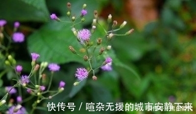 泡水|“识得夜香牛,失眠不用愁”,隔三差五泡水喝,一觉睡到大天亮