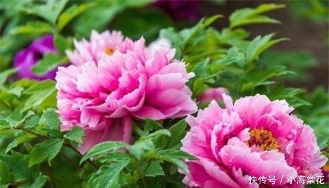 施肥|牡丹的6个养护方法,花开艳压群芳!