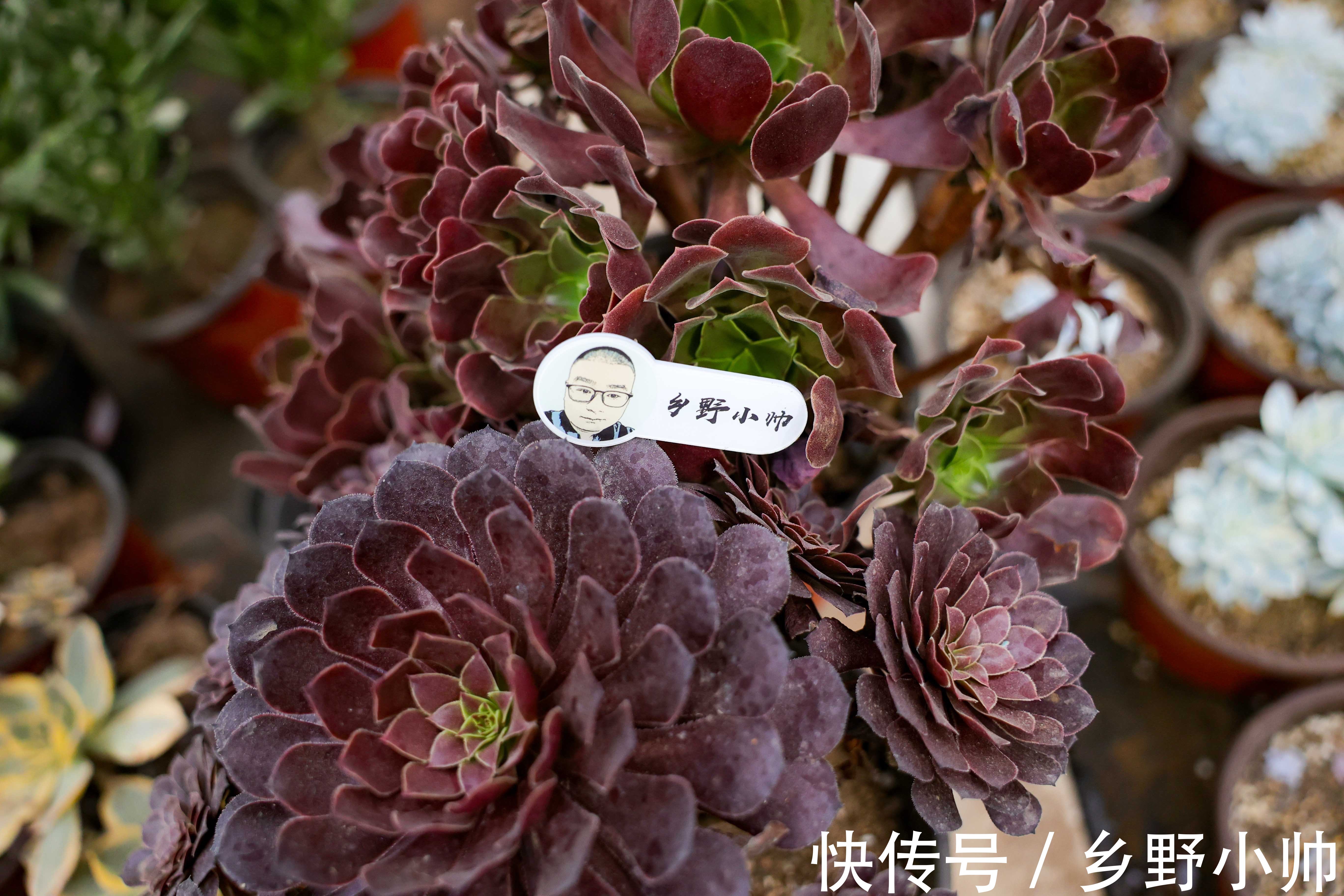 美杜莎|九月多肉季,小帅推荐这2种类型的多肉,好养又漂亮