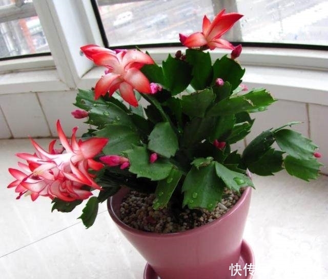 家里养这几种植物的，万万要记得放这几样东西，保证越长越好