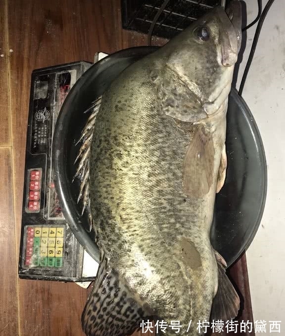 老成精了,长江钓获十多斤大鳜鱼,颜色发黑,网友:价值超千元