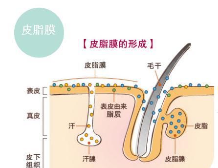 皮肤的清洁和保养