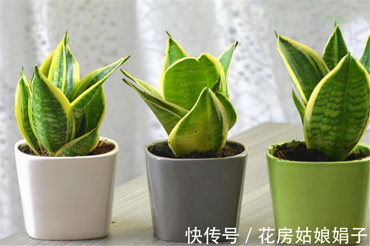 这几种花不生虫,养在家里太省心了,一点药不用,还长得叶绿花红