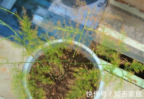 枝叶|文竹叶子发黄能不能剪掉,来看看养花达人怎么说