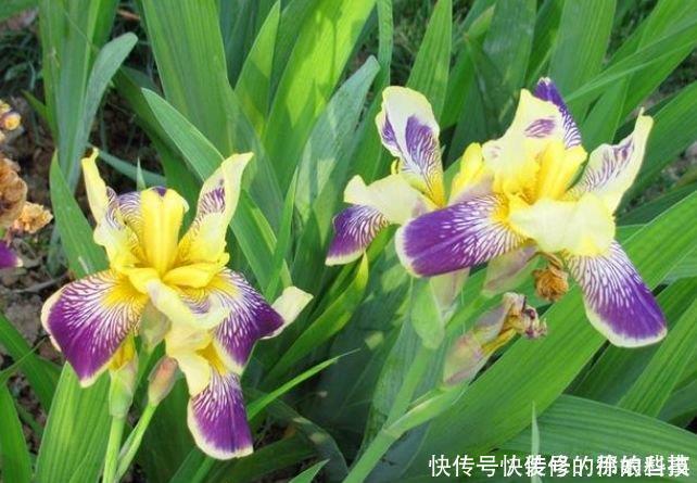 4种花是花中劳模,一年四季开花不断,枝头花苞满