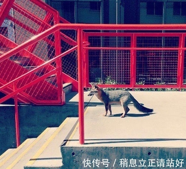 邻居|Facebook总部的新邻居　密谋接管网路世界．．．