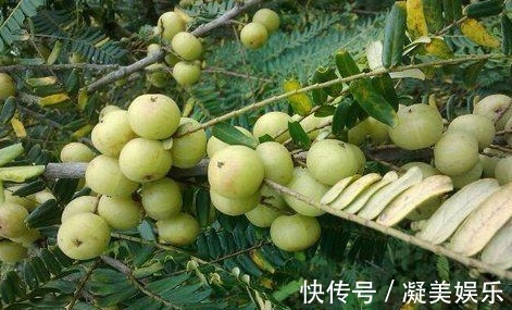 清热解毒|立秋后，每晚当零食吃一把，清热解毒，咳嗽不咳，常吃不显老