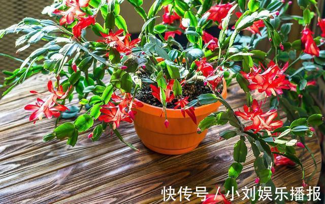 入秋扦插“6种花”,7天就生大白根,告别“黑腐烂”呼呼窜大个