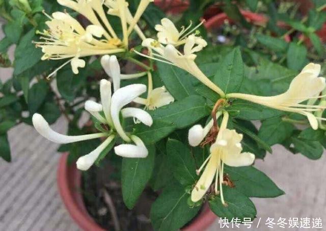 不会养花,就养这2种绿植,好养能吃花芳香,两年长成盆景