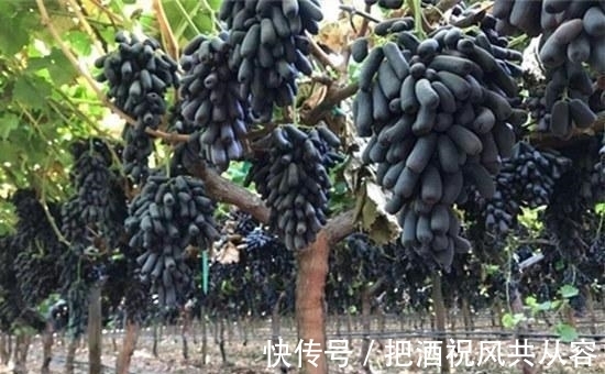 葡萄|家里院子别空着，此树要种2棵，甘甜可口，比桃子梨好吃多了