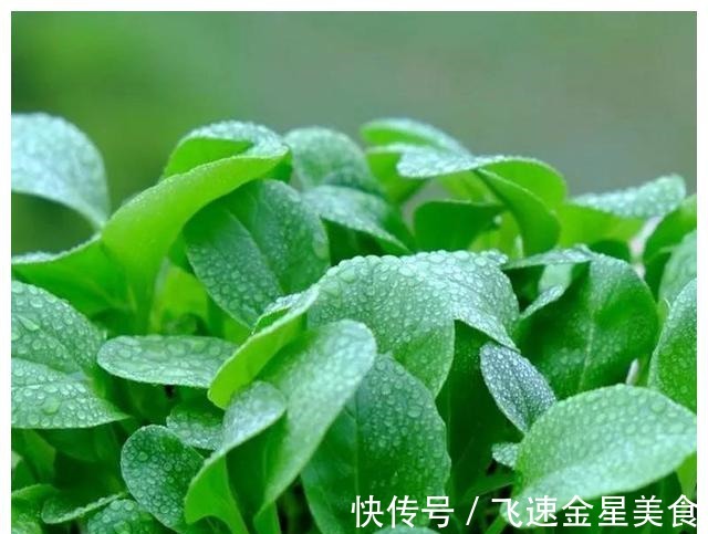 茴香|入冬后记得给孩子吃7种绿叶菜,维生素K含量高,价格也不贵!