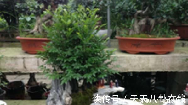 养眼|号称“养不死”的盆栽净化空气又养眼,手残党也能轻松养活