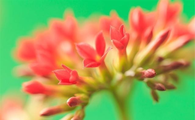 室内养花,养几盆花好?看容姐怎么说?