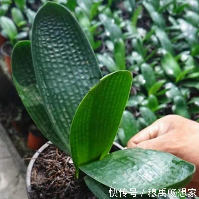 给君子兰换盆,谨记“1个要、2个不要”,叶厚根壮,快速服盆!