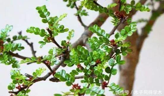 聪明人最爱养的“2种花”,家人健康更长寿!