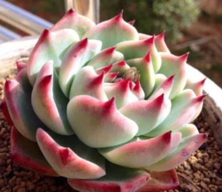 夏天养盆多肉吉娃娃,叶尖红红长成肉墩子,谁见了都夸美