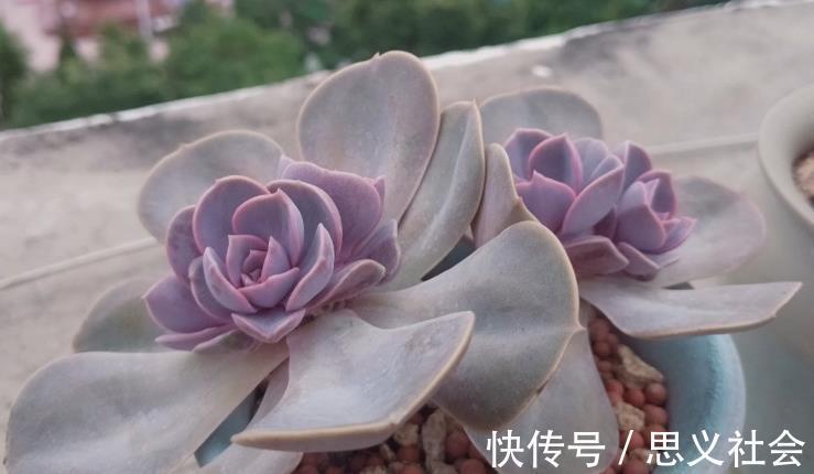 花土|多注意这3点,盆栽多肉紫珍珠,夏季茎叶根不化水腐烂