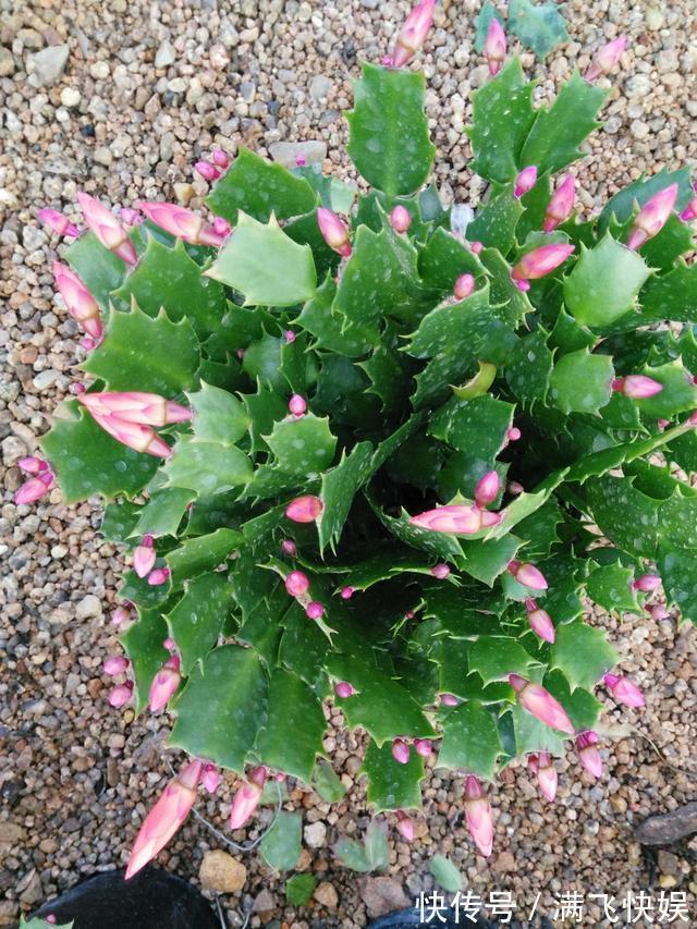 蟹爪兰过了休眠期，叶子发红软塌塌，找到病因还能救回来