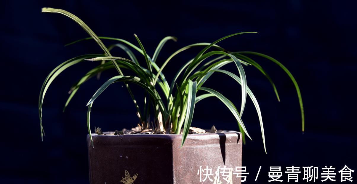 兰友|种活兰花不难,养好兰花却不易,十分钟读懂兰花该如何养护