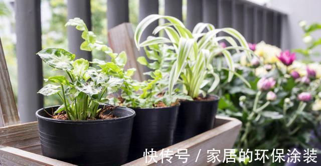 淋雨|下雨天,勤快些,把这些花搬到室外去,多淋雨,生长旺盛,开花多