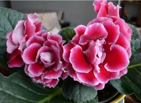 大岩桐从不敢晒太阳，小心浑身长黑斑，就爱暗地里偷偷开花