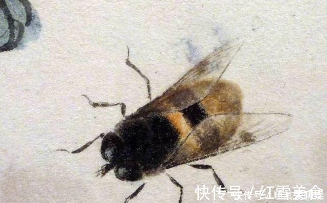 百花卷@把齐白石的草虫放大,这不是照片,这是白石老人的工笔草虫!