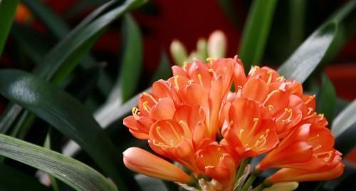 养君子兰有3忌,避开不黄叶不烂根,猛窜大白根,呼呼冒花箭