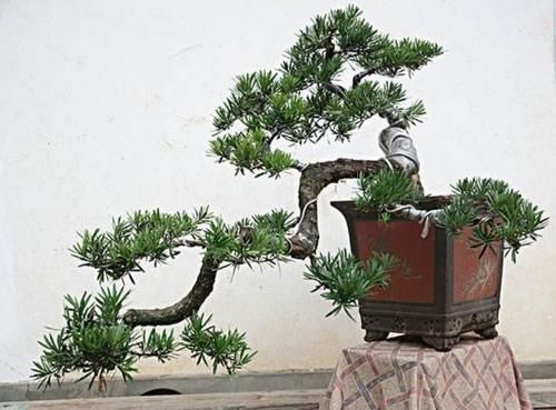 过时|有情怀的人,家里少不了3种盆景,养30年不过时