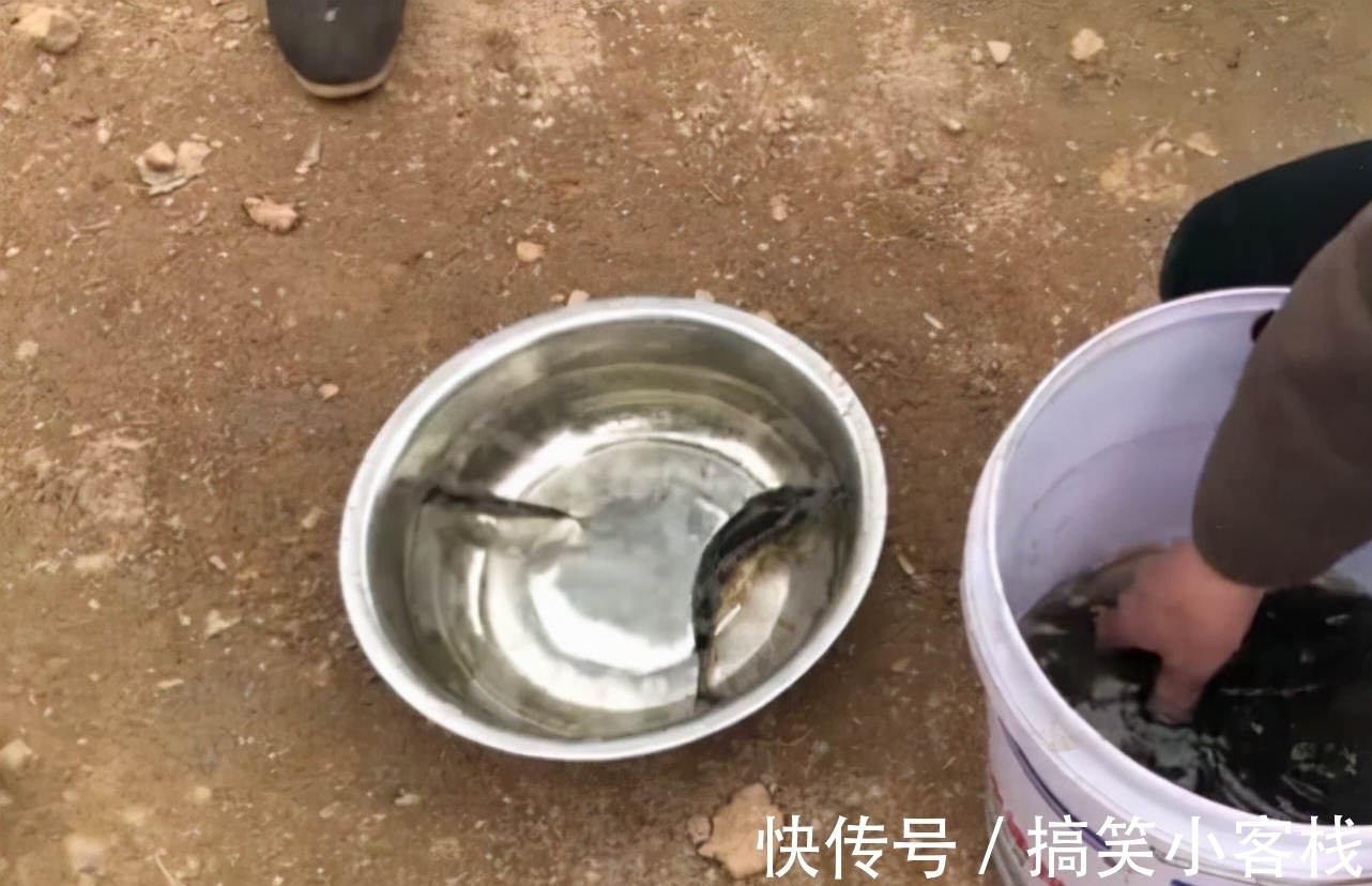 用一种常见野草就能有不菲的渔获,但被钓鱼人所不齿,理应杜绝