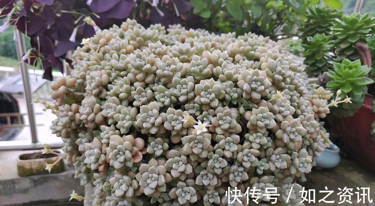 夏天养多肉,防晒并不是最重要的,做好这4件事就能少收空盆