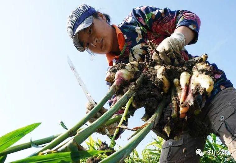 城村|博爱下期城村千人聚集抢生姜！