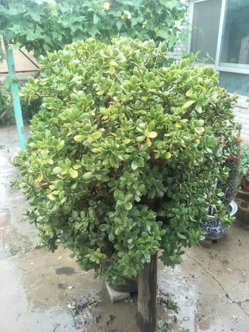 能养100年的花，养一盆成传家宝，越老越值钱！